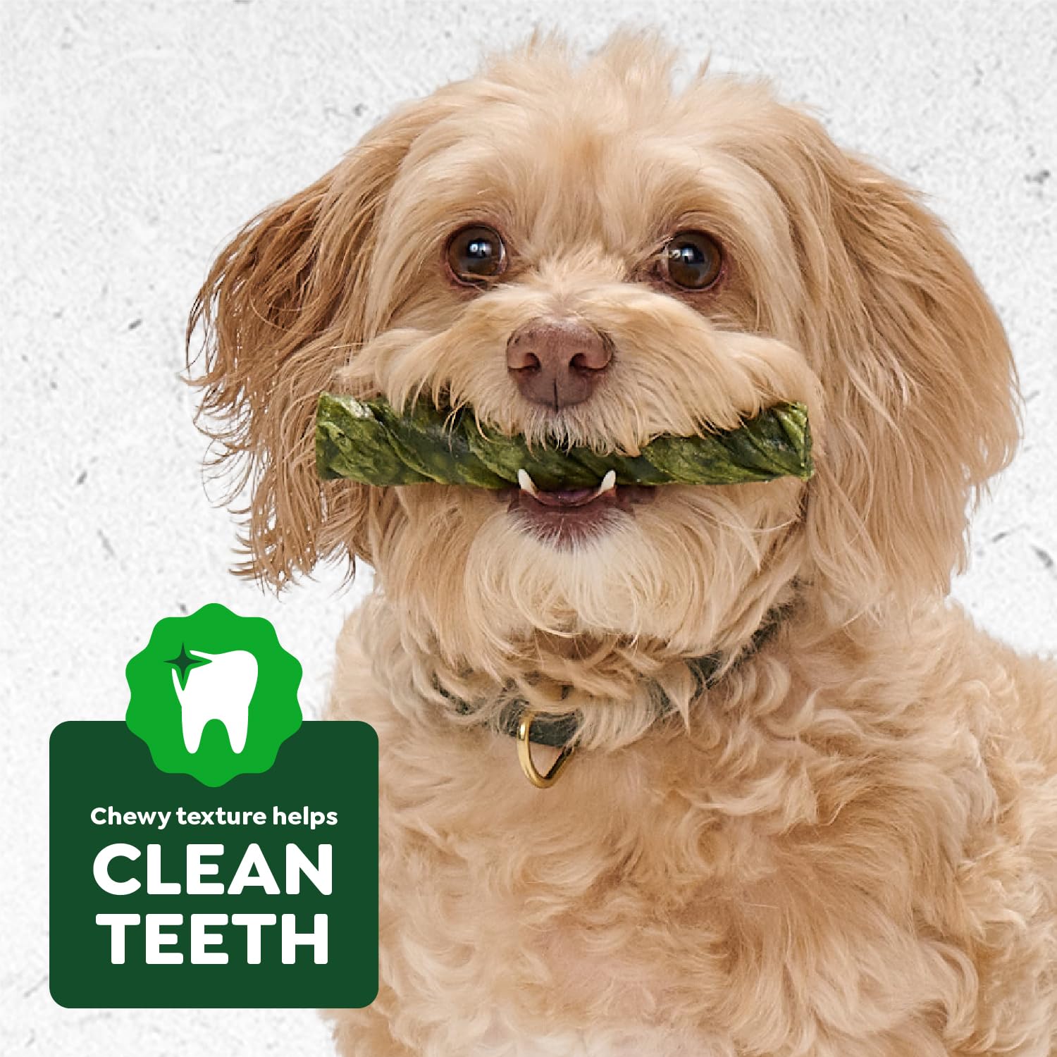 Greenies Occupy Twists Natural Dog Treats Petite Size Dog Chews Long Lasting Chicken Flavor, 8.75 oz. Pack, 10 Count - Image 8
